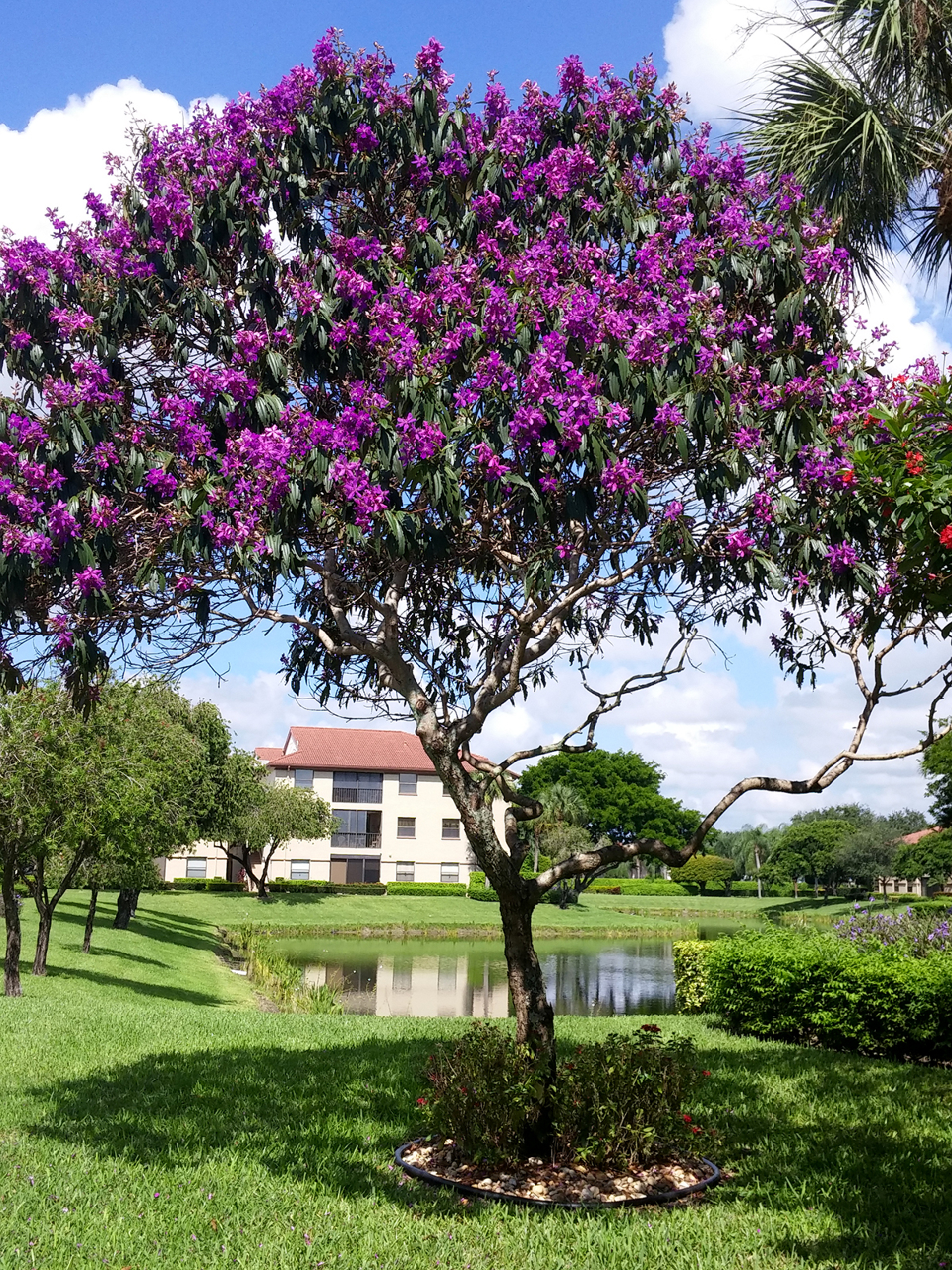 Foap Flowering Tibouchina Tree Flowering Tibouchina Tree With Purple Flowers In Florida