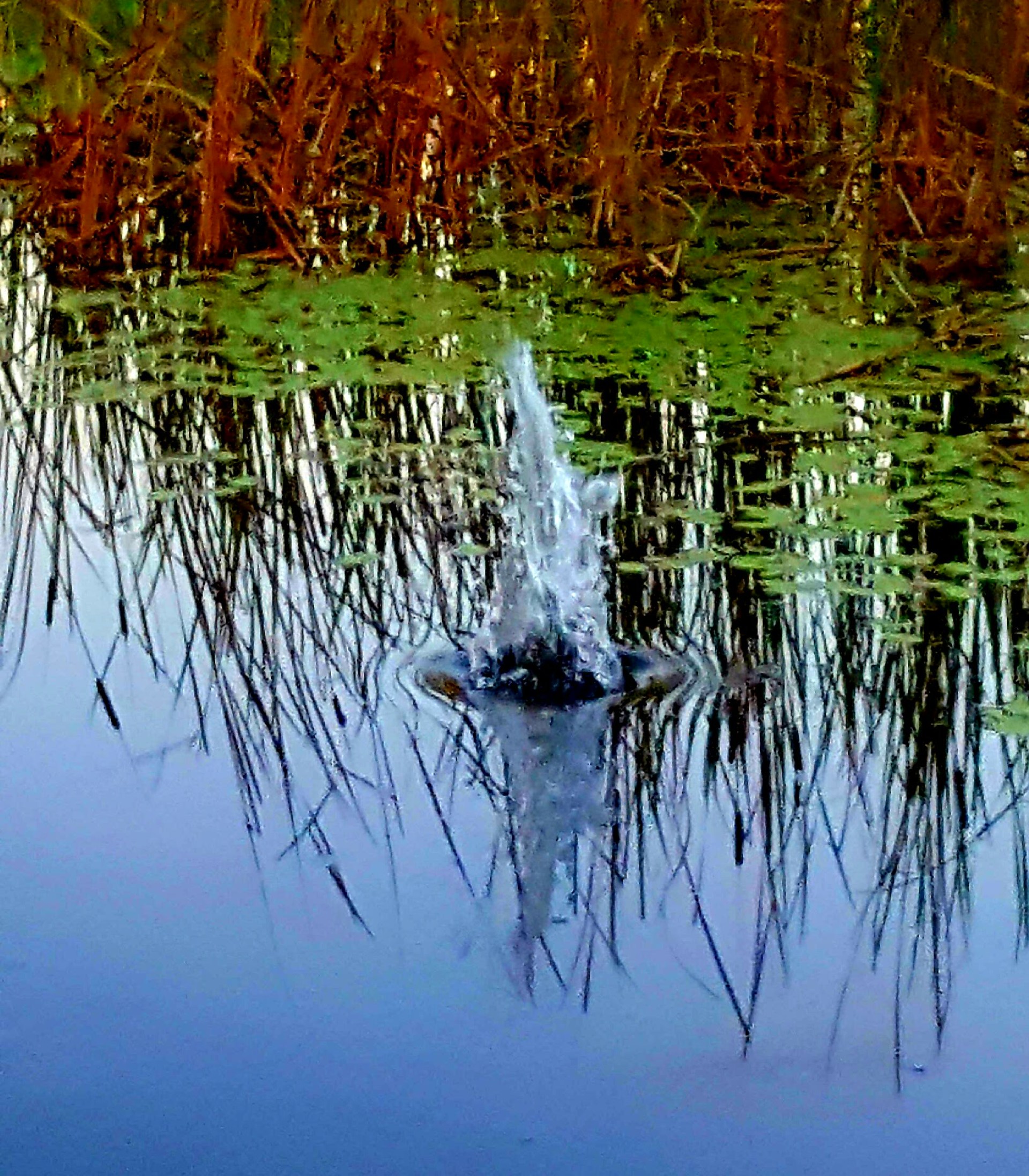 splash cherylt, environment, lake, landscape stock photo by