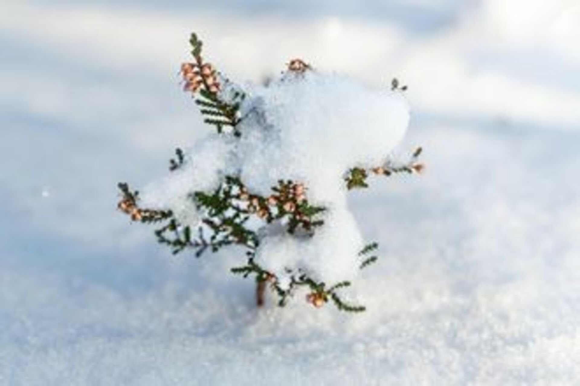 Battle: Winter vs. Spring  example photo