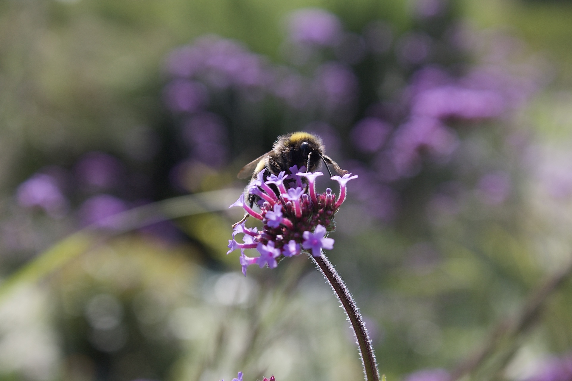 Best of 2021: Nature example photo