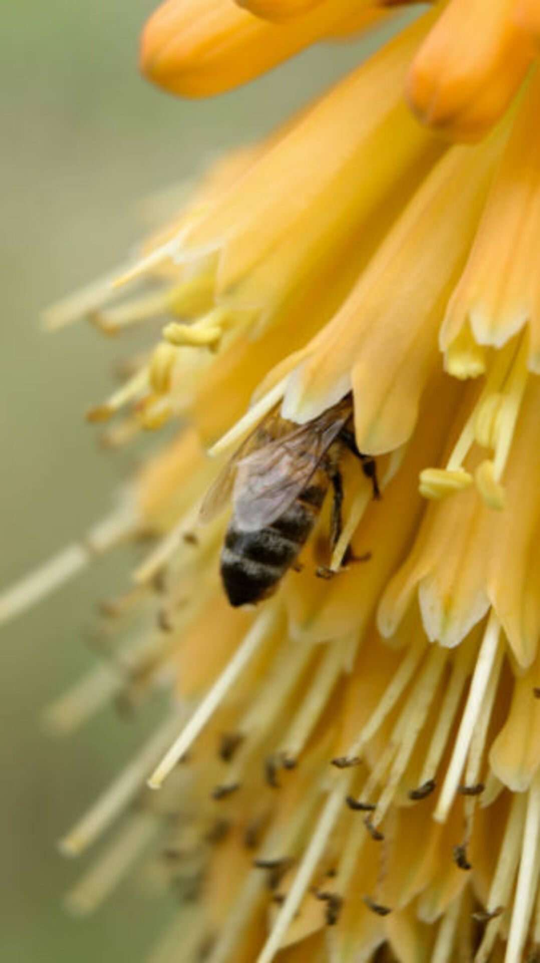 Giving mission: Beeeeeeeees! 🐝🐝🐝 example photo