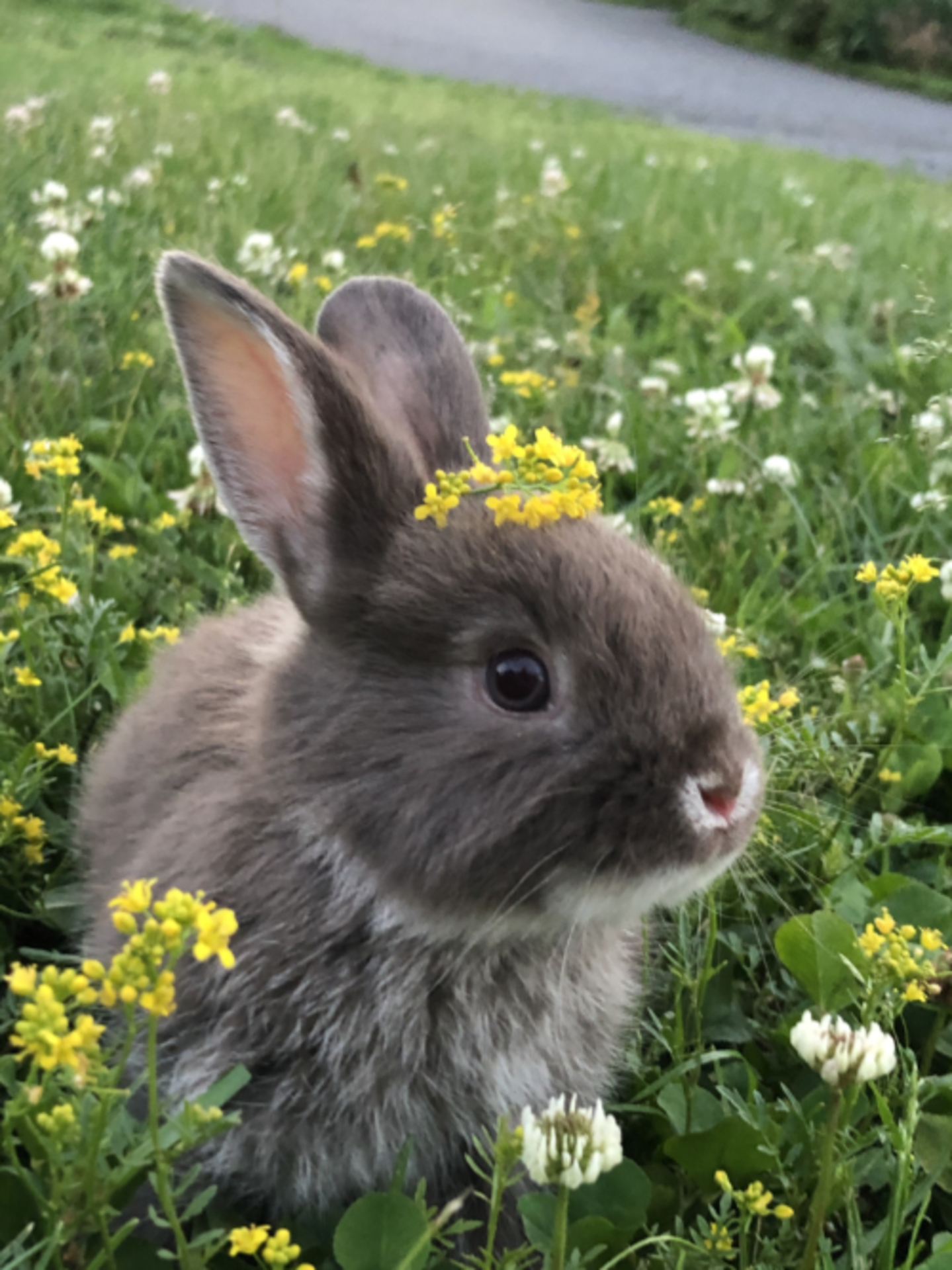 The Year of the Rabbit example photo