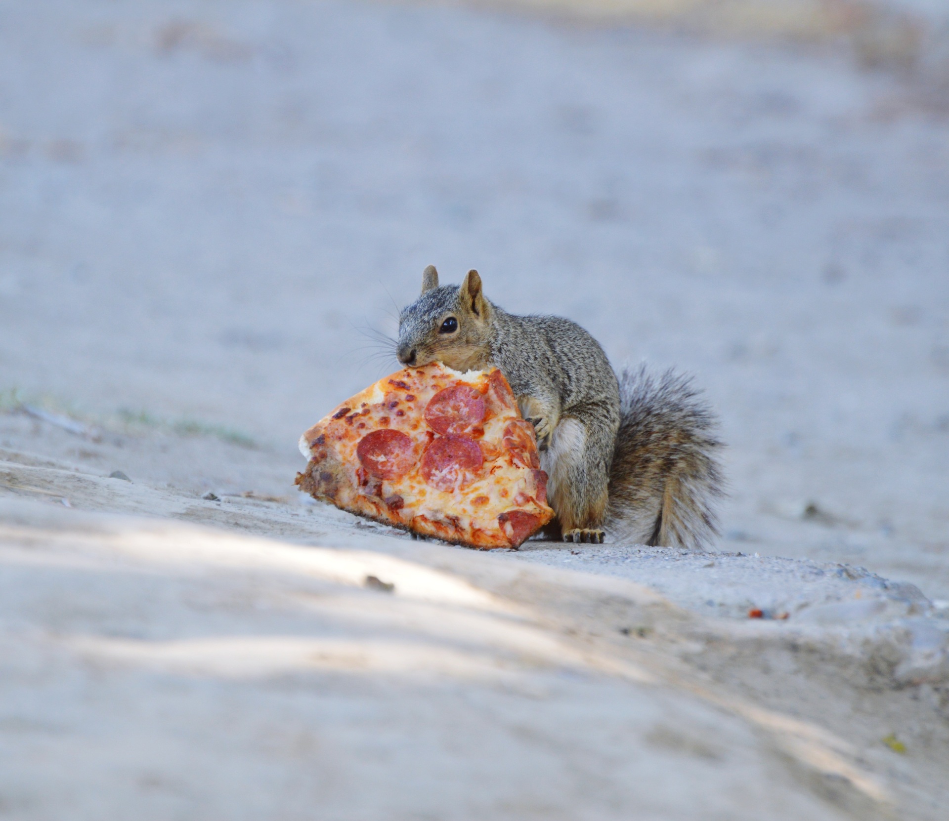 Pet's dinner time example photo