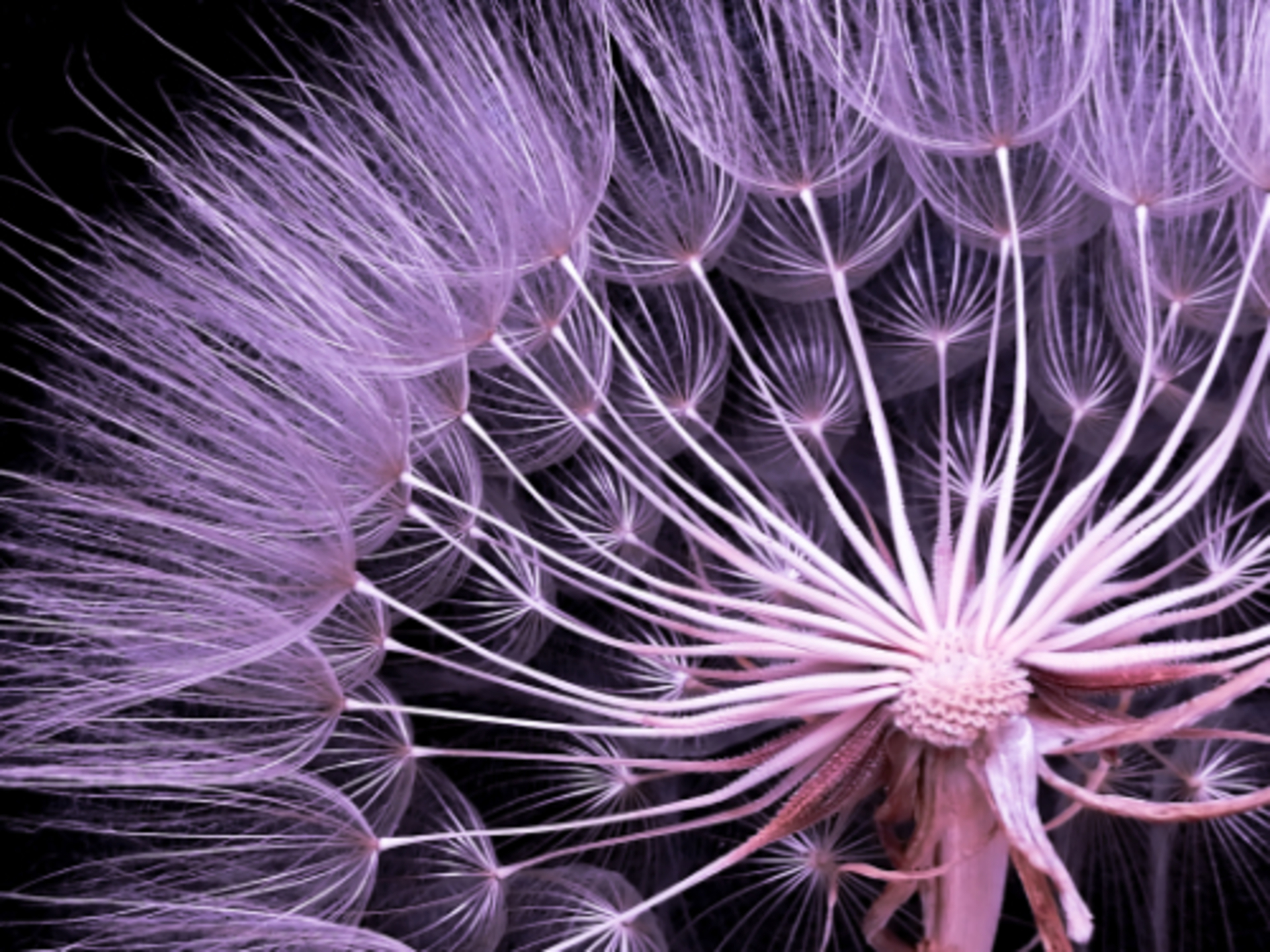 🏆 Photo of the Year: Macros & Abstract example photo