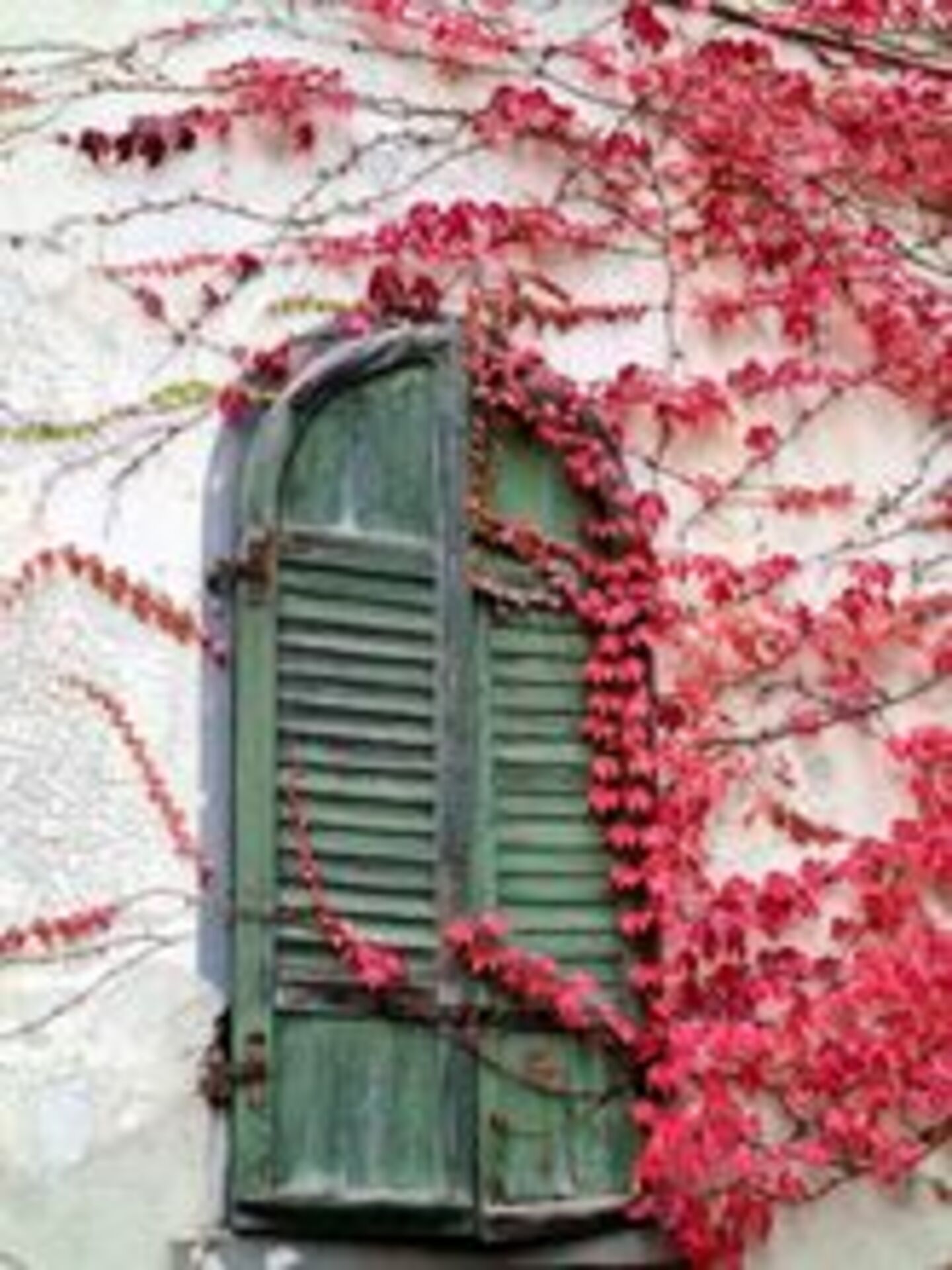 Urban Nature: Plants example photo