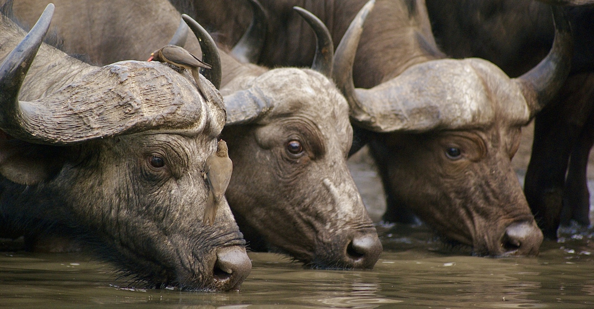 Editors' Choice:  Photo of the Week    example photo