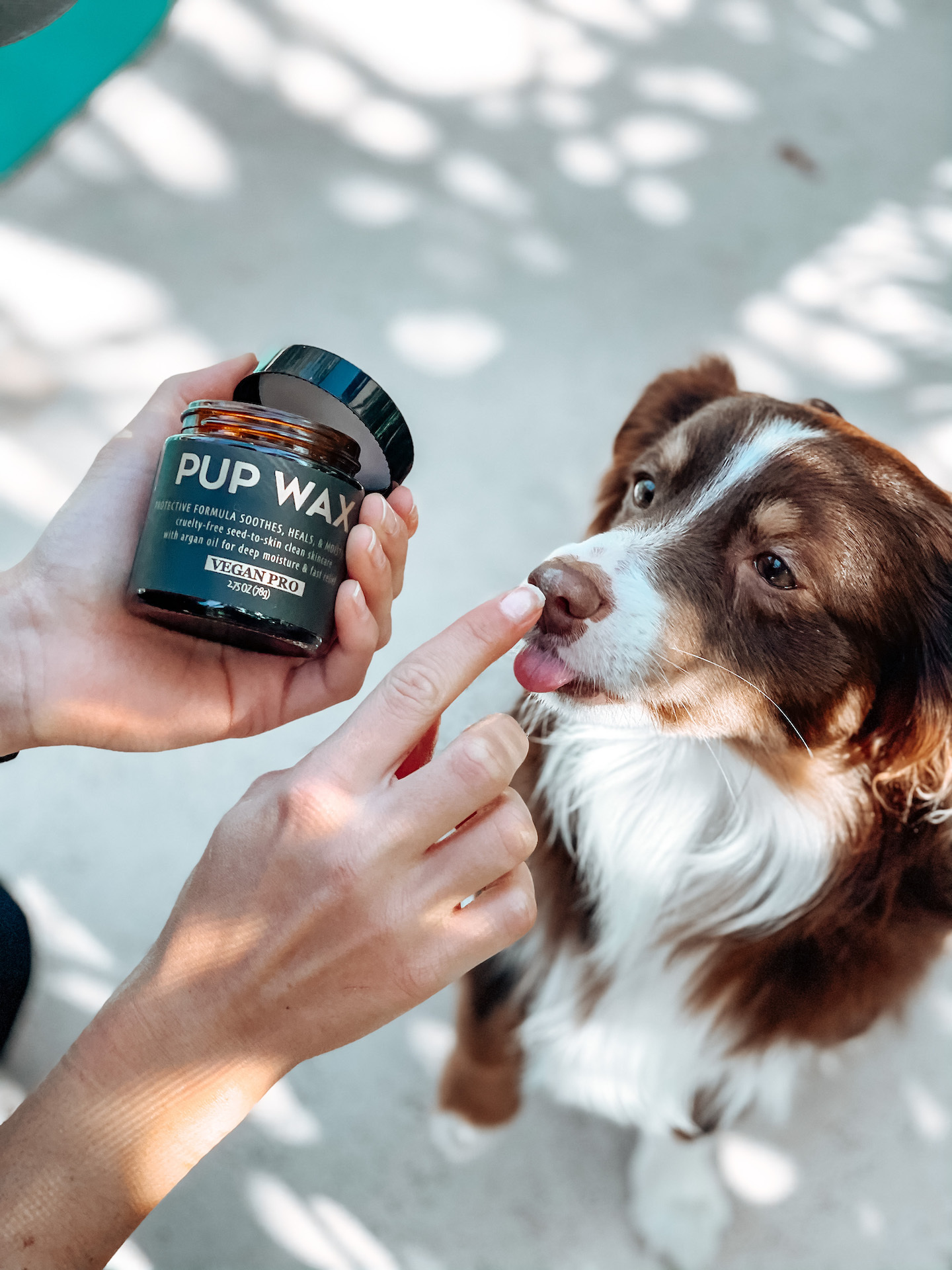 Pup Safe and Fun example photo