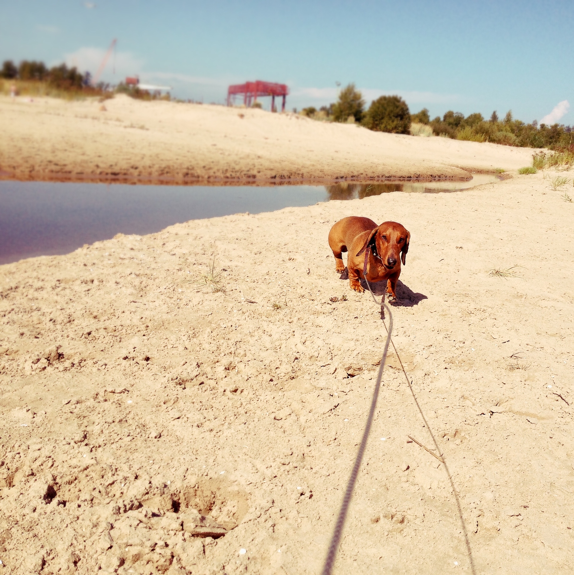 Summer pets example photo