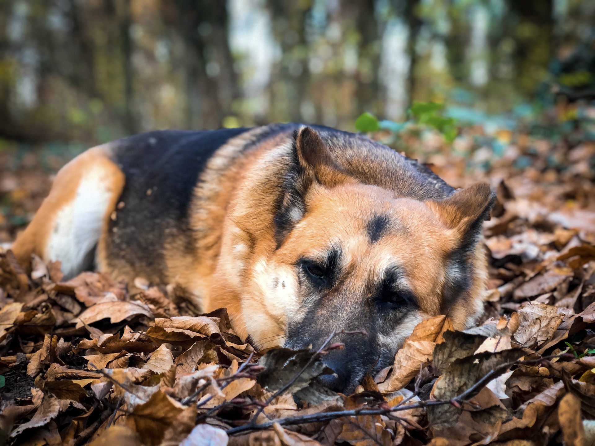 Pup nap! example photo
