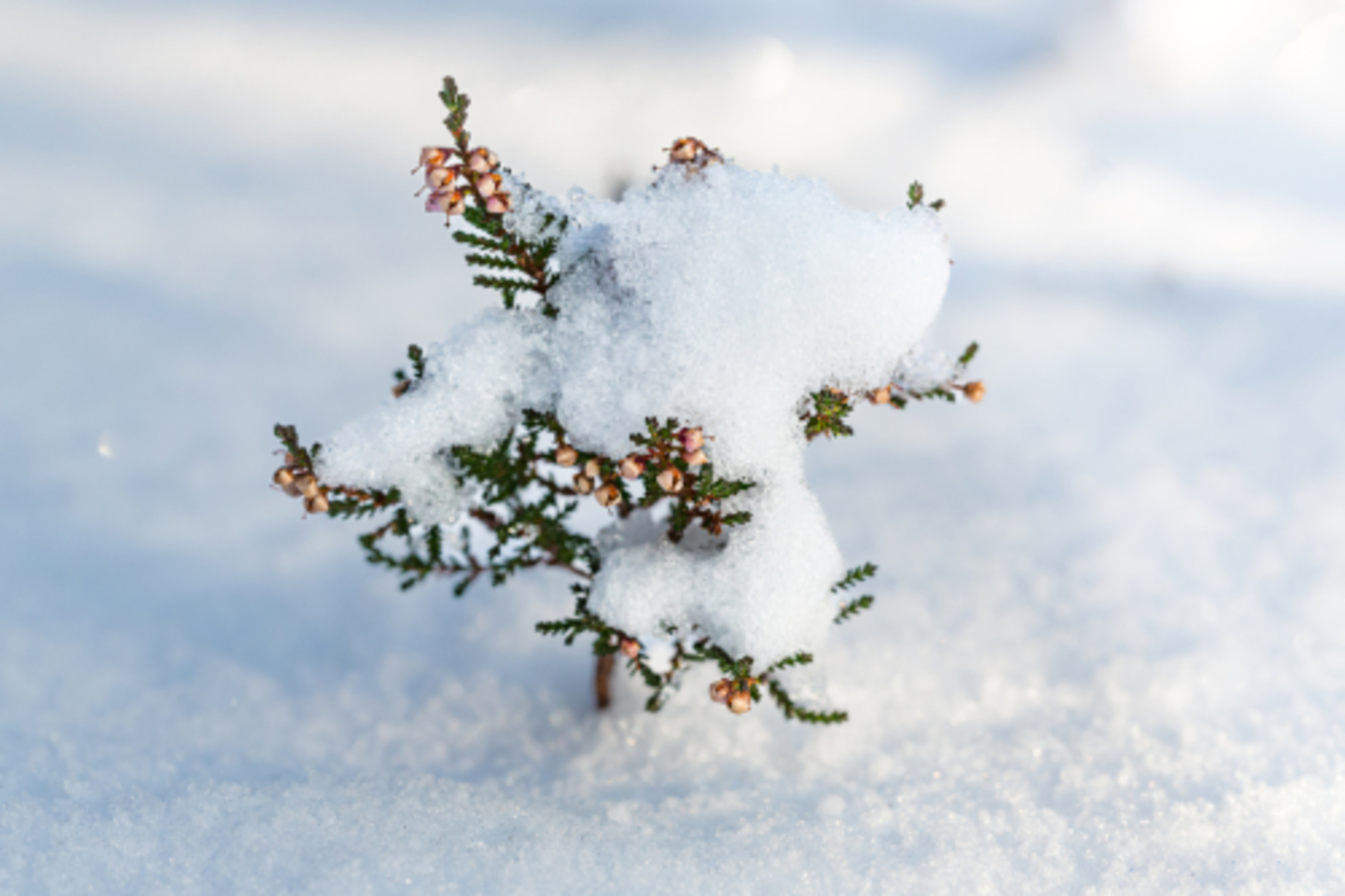 Color: White example photo