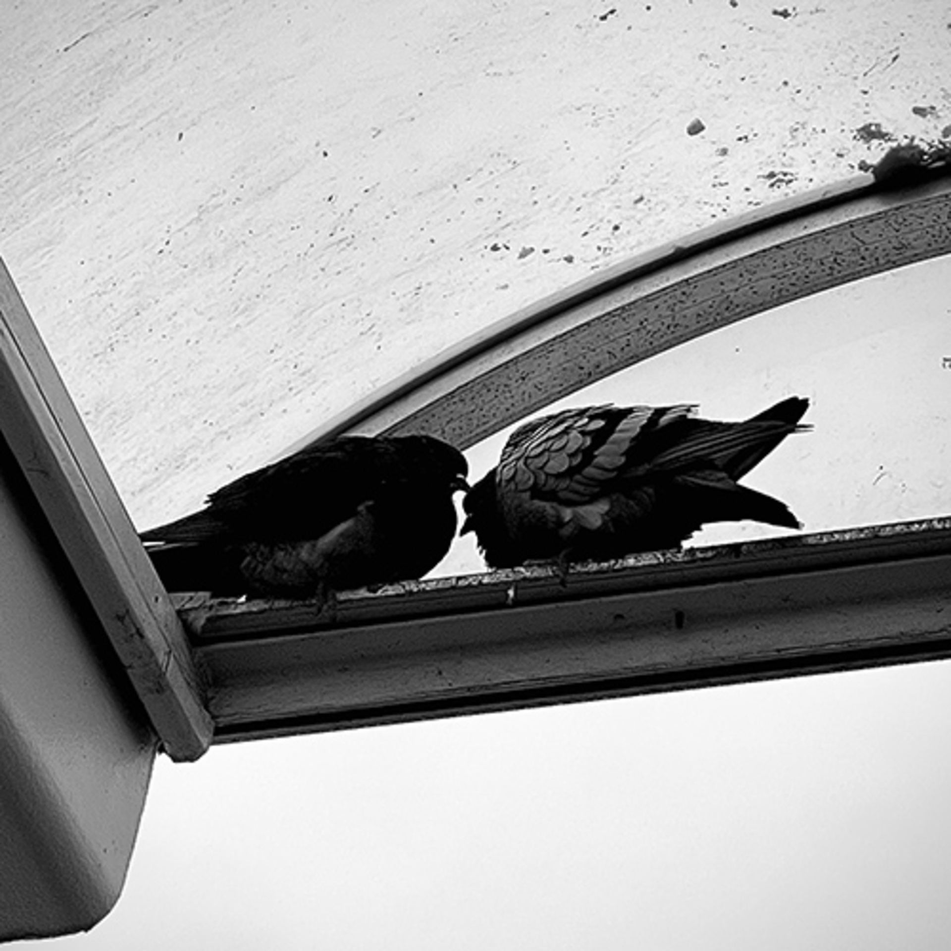 Mobile Series: Animals example photo