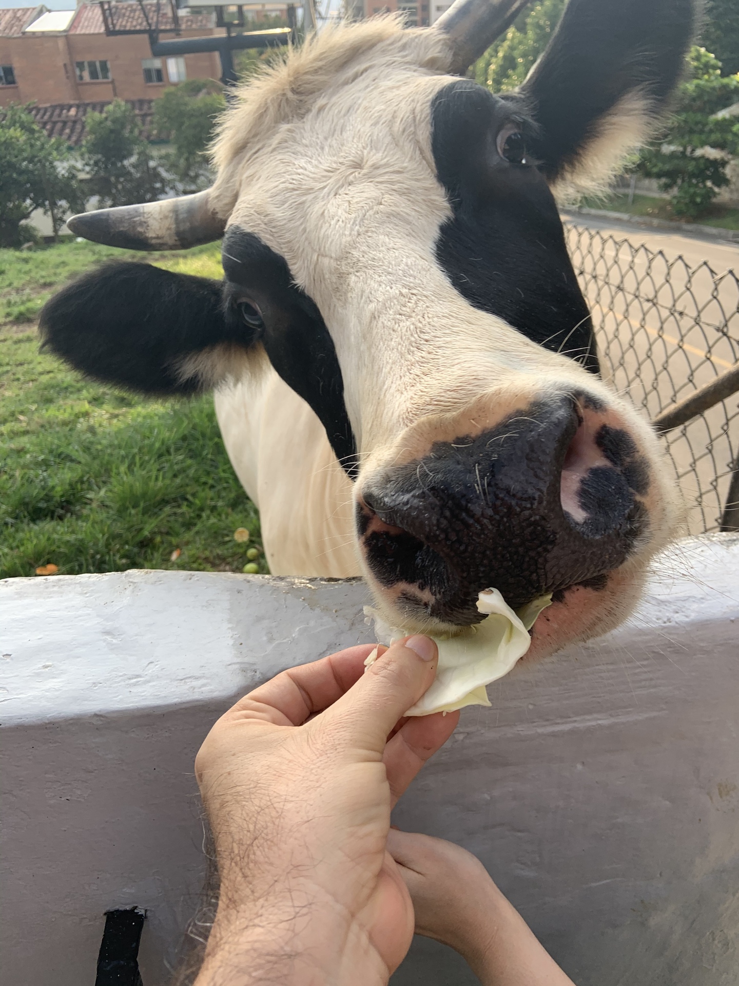 Pet's dinner time example photo