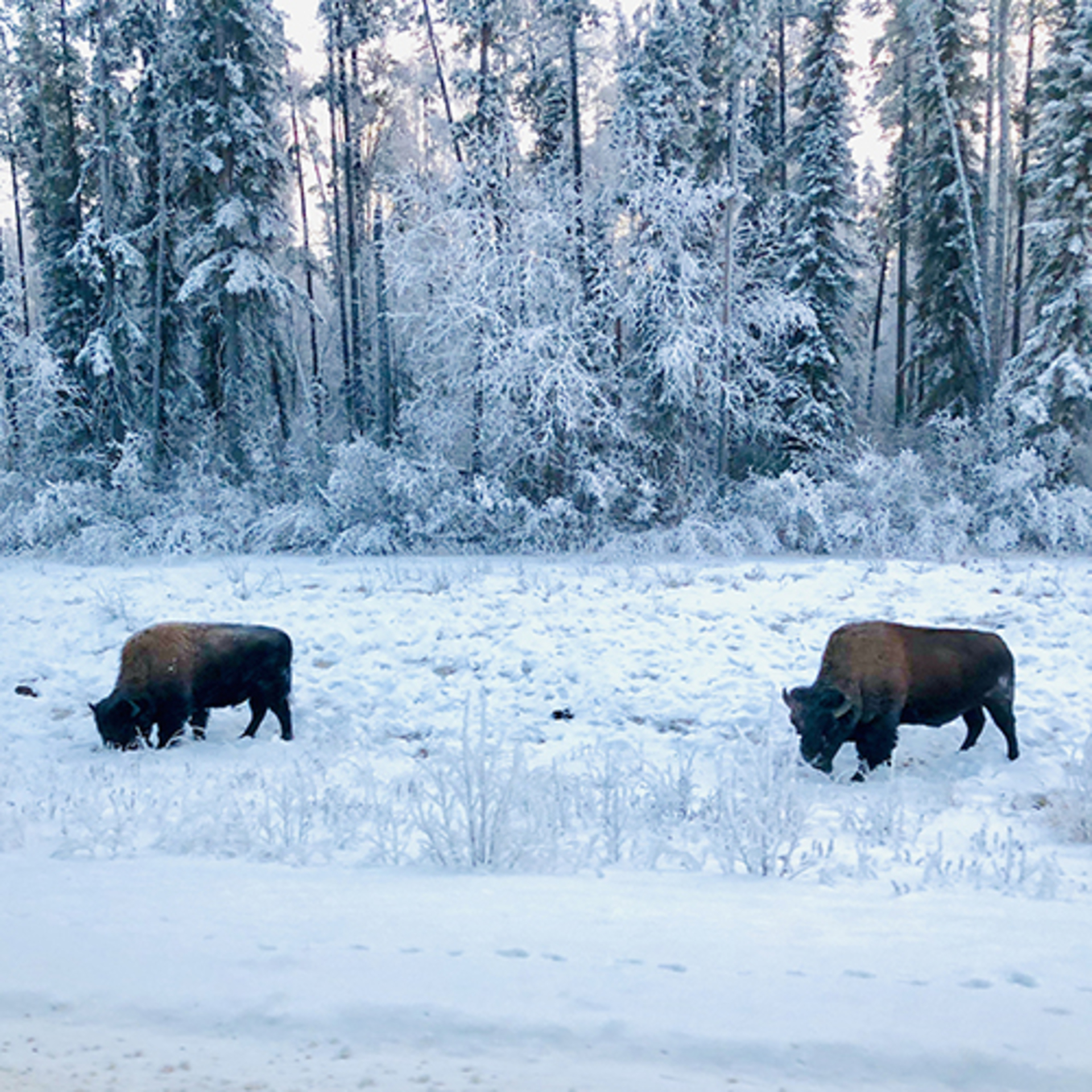 Mobile Series: Animals example photo