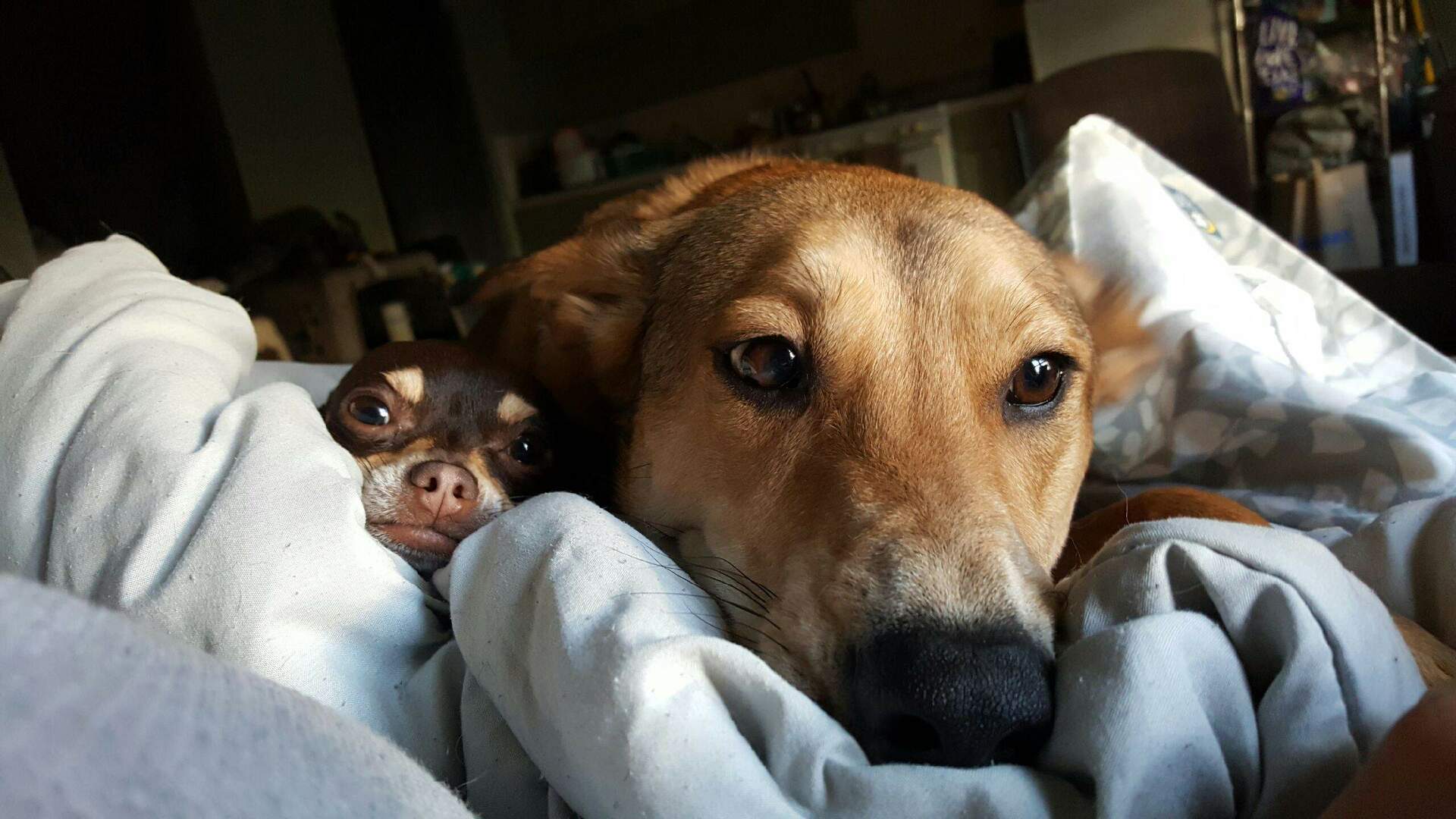 Introduce Your Pet! example photo