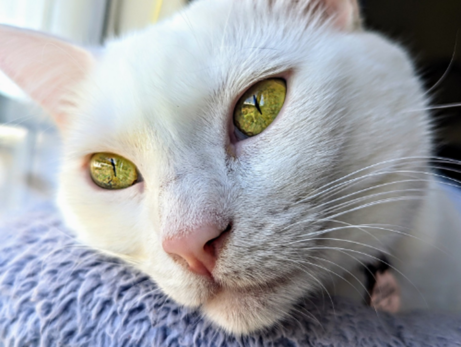 Color: White example photo